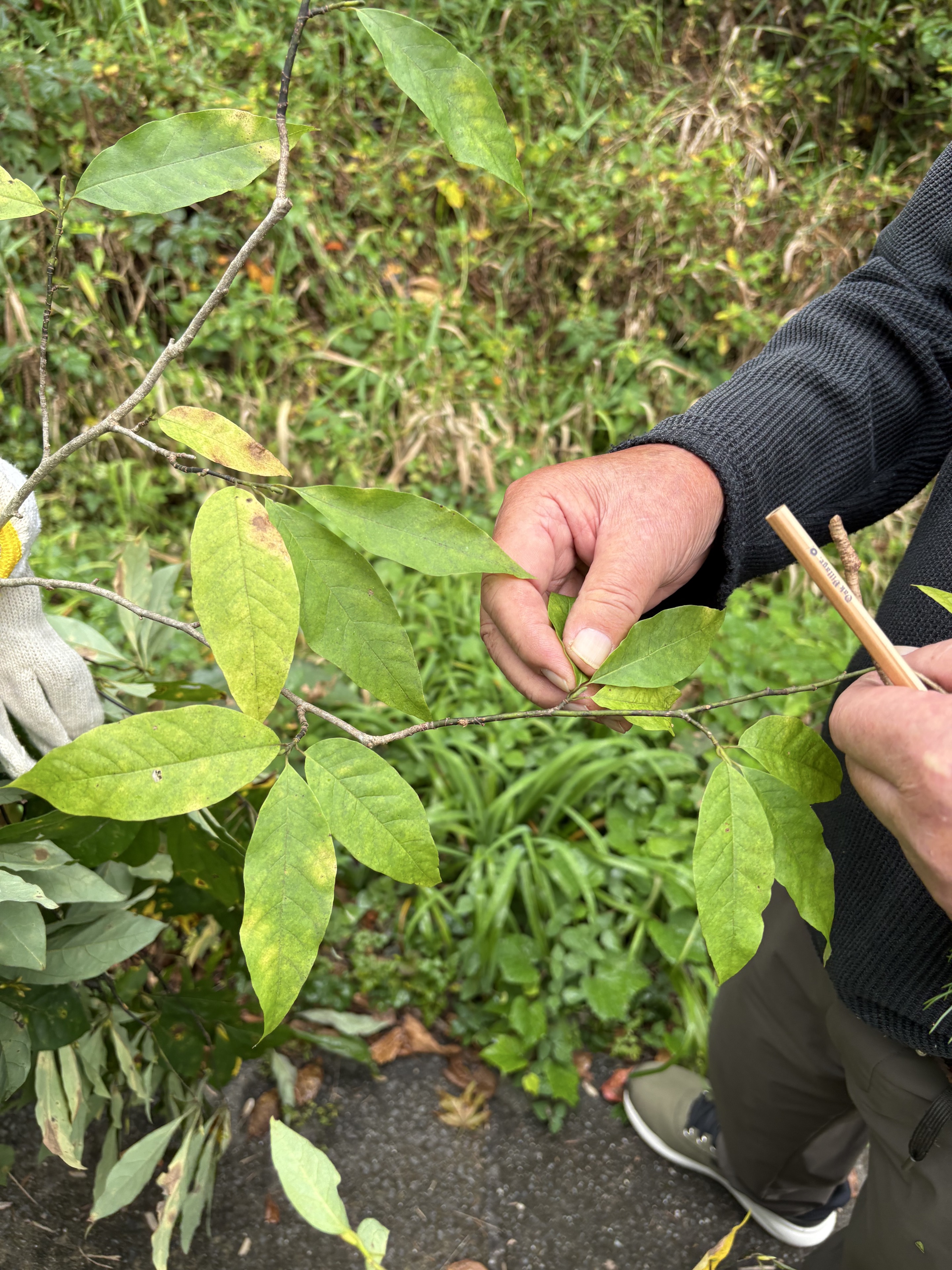 森の植物の葉を手に取り特徴を学ぶ様子